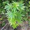 заказ семян конопли Москва Alpujarrena feminised Pyramid Seeds