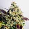 Качественные семена Auto Doctor's Choice feminised Ganja Seeds