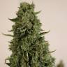 Недорогие семена Auto Doctor's Choice feminised Ganja Seeds