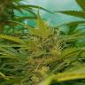 семена конопли курьером Blueberry regular Ganja Seeds