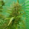 заказ семян конопли Москва Blueberry regular Ganja Seeds