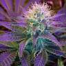 заказ семян конопли Спб Blueberry regular Ganja Seeds