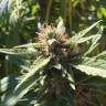 семена конопли для посадки купить Blueberry regular Ganja Seeds