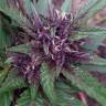 семена конопли для выращивания Blueberry regular Ganja Seeds