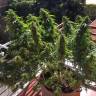 семена конопли гидропоники Blueberry regular Ganja Seeds