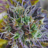 урожайные семена конопли Blueberry regular Ganja Seeds