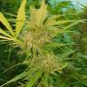 семена конопли в оригинальных упаковках Blueberry regular Ganja Seeds
