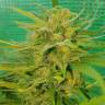 семена конопли недорого Blueberry regular Ganja Seeds