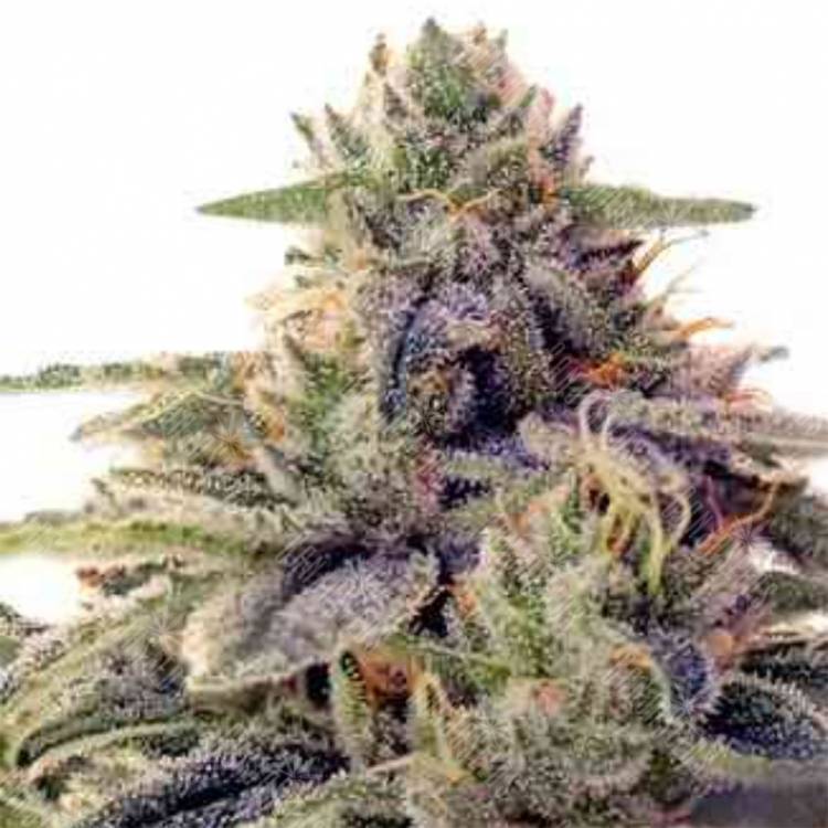 хорошие семена конопли Shiskaberry feminised Barneys Farm хорошие семена конопли Shiskaberry feminised Barneys Farm