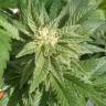 семена индийской конопли Shiskaberry feminised Barneys Farm семена индийской конопли Shiskaberry feminised Barneys Farm
