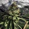 заказ семян конопли Москва Shiskaberry feminised Barneys Farm заказ семян конопли Москва Shiskaberry feminised Barneys Farm