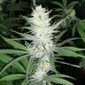 семена конопли в России Malasana Cookies feminised Exotic Seed
