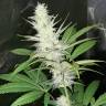 семена конопли Спб Malasana Cookies feminised Exotic Seed