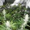 семена конопли Москва Malasana Cookies feminised Exotic Seed
