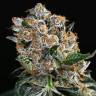 семена культурной конопли купить Malasana Cookies feminised Exotic Seed