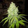 семена конопли с доставкой Prozack feminised Medical Seeds семена конопли с доставкой Prozack feminised Medical Seeds