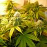 семена конопли f1 в оригинальной упаковке White Russian feminised GanjaLiveSeeds семена конопли f1 в оригинальной упаковке White Russian feminised GanjaLiveSeeds