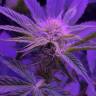 семена конопли Москва Bubba Kush 2.0 feminised Humboldt Seeds