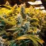 Качественные семена марихуаны Big Bud feminised GanjaLiveSeeds