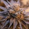 Недорогие семена Auto Purple Punch OG XL feminised Ganja Seeds