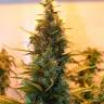 Auto Lowryder #2 regular Ganja Seeds