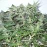 семена конопли дешево White Widow regular