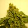 семена конопли с доставкой White Widow regular