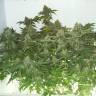 семена конопли интернет магазин White Widow regular