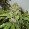 семена конопли f1 в оригинальной упаковке White Widow regular