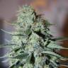 семена конопли Россия White Widow regular