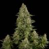 семена сортовой конопли White Widow regular