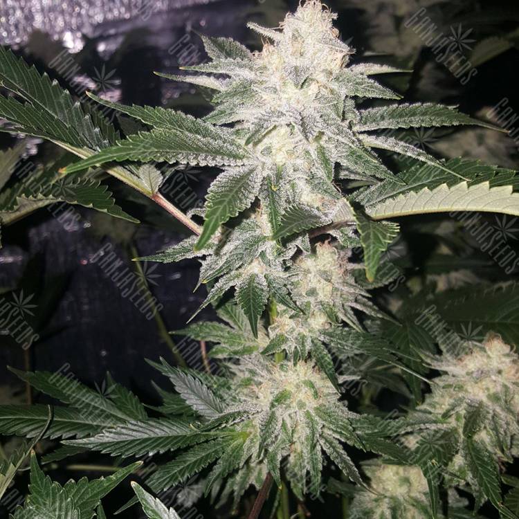 семена конопли для курения Chemdog feminised Green House Seeds семена конопли для курения Chemdog feminised Green House Seeds
