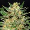 семена конопли марихуаны Chemdog feminised Green House Seeds семена конопли марихуаны Chemdog feminised Green House Seeds