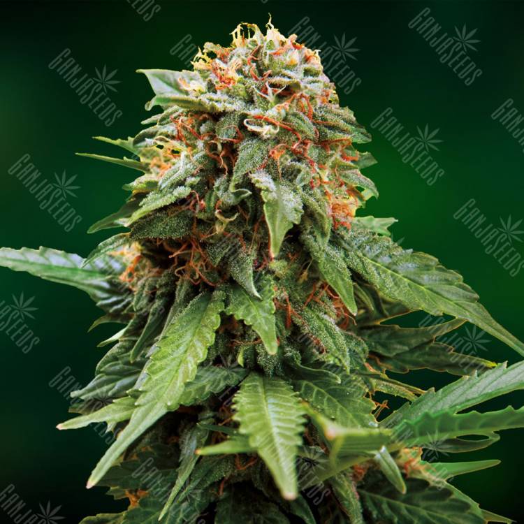 семена конопли в России Tangerine Dream feminised Barneys Farm