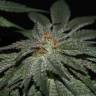 семена конопли аутдор Bubba's Gift feminised Humboldt Seeds