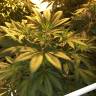 семена конопли в фирменной упаковке Atomical Haze feminised Paradise Seeds