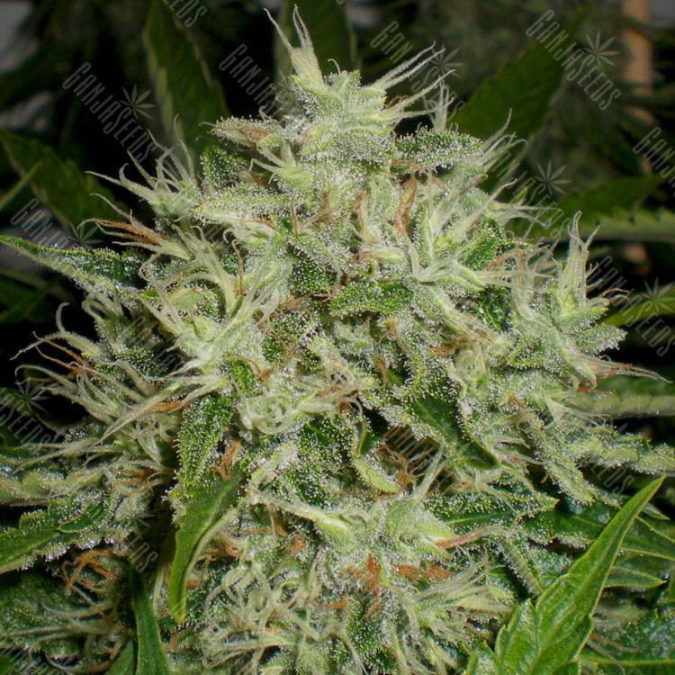 семена конопли аутдор The Doctor feminised Green House Seeds семена конопли аутдор The Doctor feminised Green House Seeds
