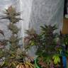 Blueberry feminised Dutch Passion Seeds Blueberry feminised Dutch Passion Seeds