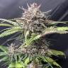 качественные семена конопли Auto Fast Bud #2 feminised