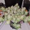 Качественные семена Auto Lemon Kix feminised Ganja Seeds Качественные семена Auto Lemon Kix feminised Ganja Seeds