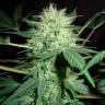 семена конопли курьером Auto Northern Lights regular