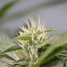 семена индийской конопли White Widow feminised Green House Seeds