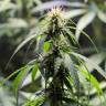 семена конопли с доставкой White Widow feminised Green House Seeds