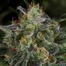 семена конопли в фирменной упаковке White Widow feminised Green House Seeds
