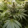 Brainstorm feminised Dutch Passion Seeds