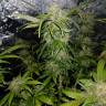 семена конопли в интернете Triple Cheese feminised Barneys Farm