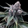 заказ семян конопли Спб White Walker Kush feminised DNA Genetics