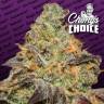 семена конопли в оригинальных упаковках Blue Kush Berry feminised Paradise Seeds