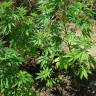 семена конопли недорого Blue Kush Berry feminised Paradise Seeds