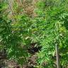купить семена конопли Blue Kush Berry feminised Paradise Seeds